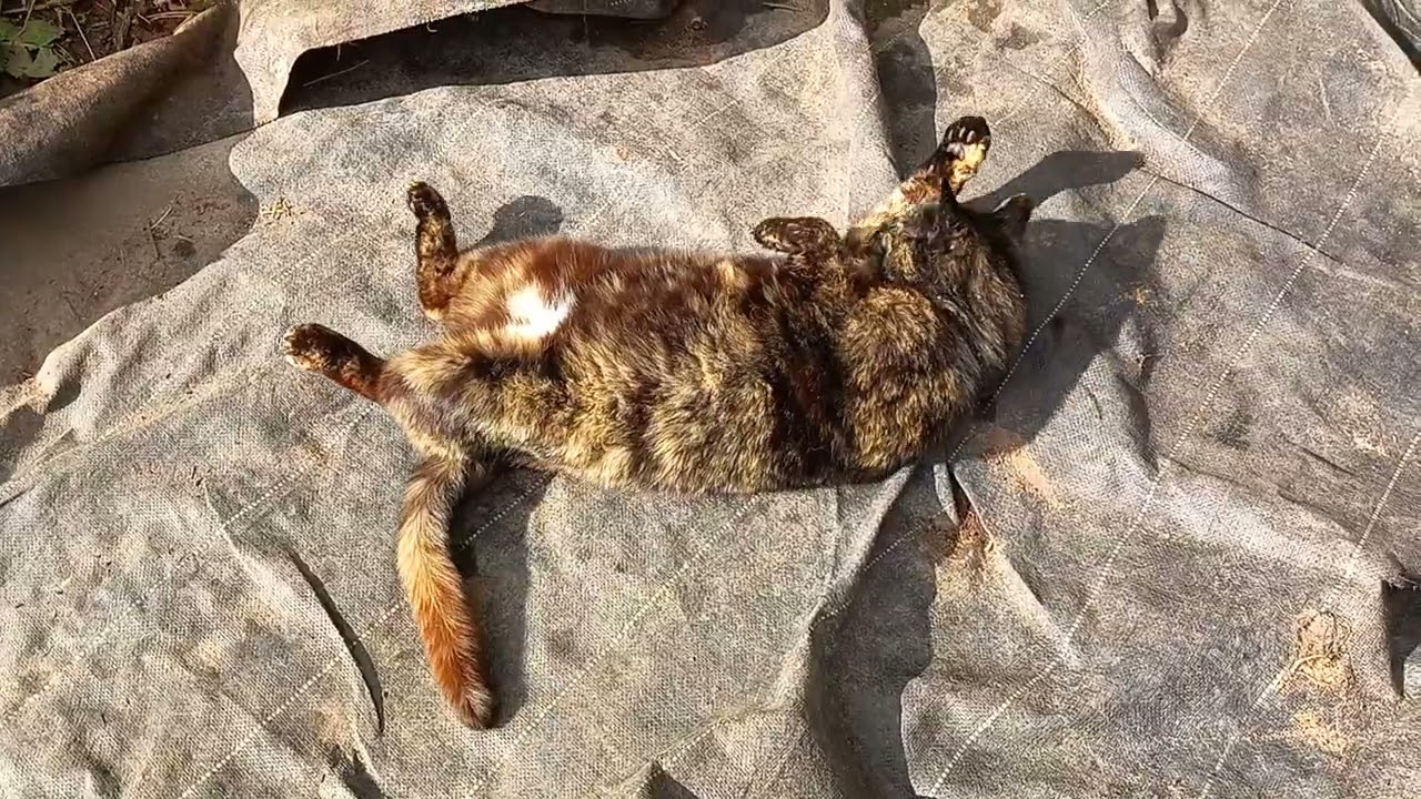 Stray cat sunbathing in back garden.(we have been feeding it for years, but you can't pick it up).