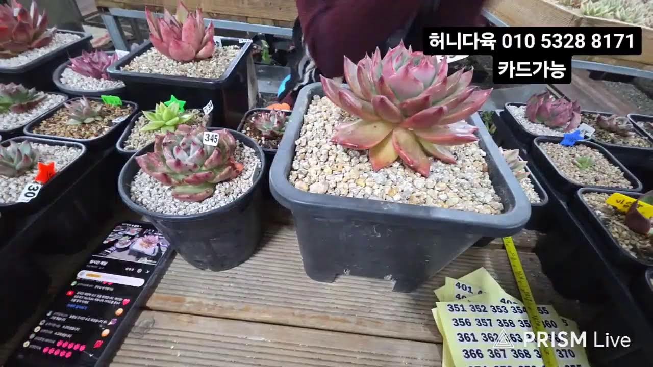 허니다육