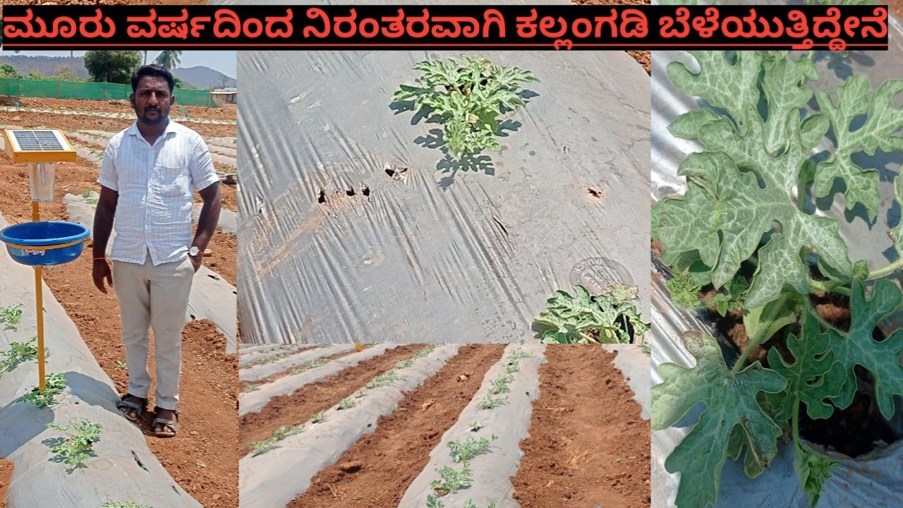 watermelon farming ಮೂರು ವರ್ಷದಿಂದ ನಿರಂತರವಾಗಿ ಕಲ್ಲಂಗಡಿ ಬೆಳೆಯುತ್ತಿದ್ದೇನೆ ಕಲ್ಲಂಗಡಿ ಕೃಷಿ#farmermedia