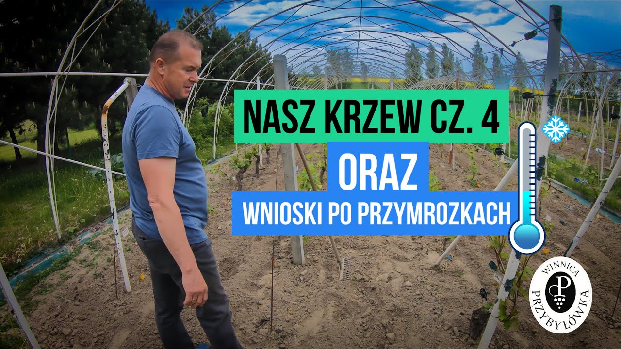 Nasz krzew cz. 4 oraz wnioski po przymrozkach