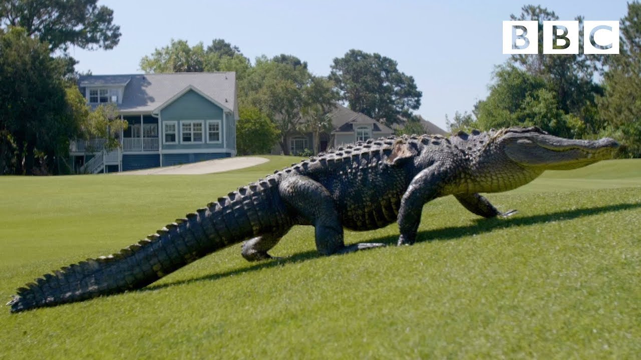 The Alligators taking over America's golf courses - BBC