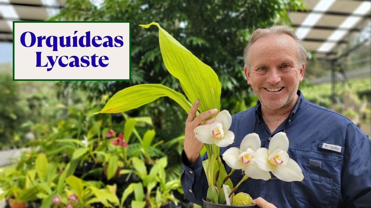 Orquídeas Lycaste