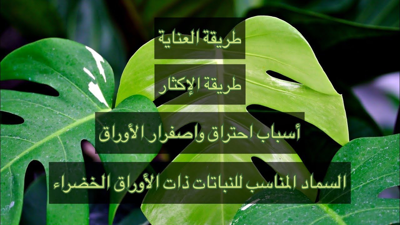 طريقة العناية بنبات القفص الصدري (Monstera) |أسباب تحول الأوراق إلى اللون البني والأصفر 🌱