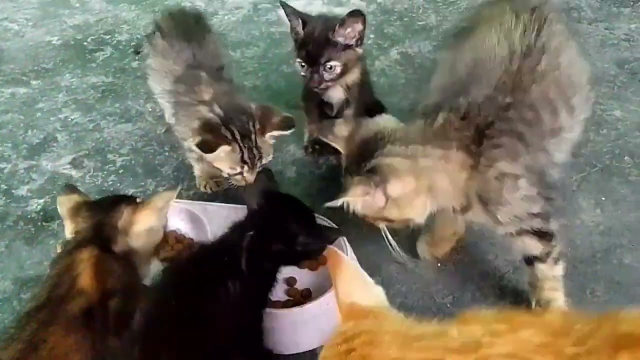 KASIH MAKAN KUCING KAMPUNG YG TIDAK PUNYA TUAN#kucing
