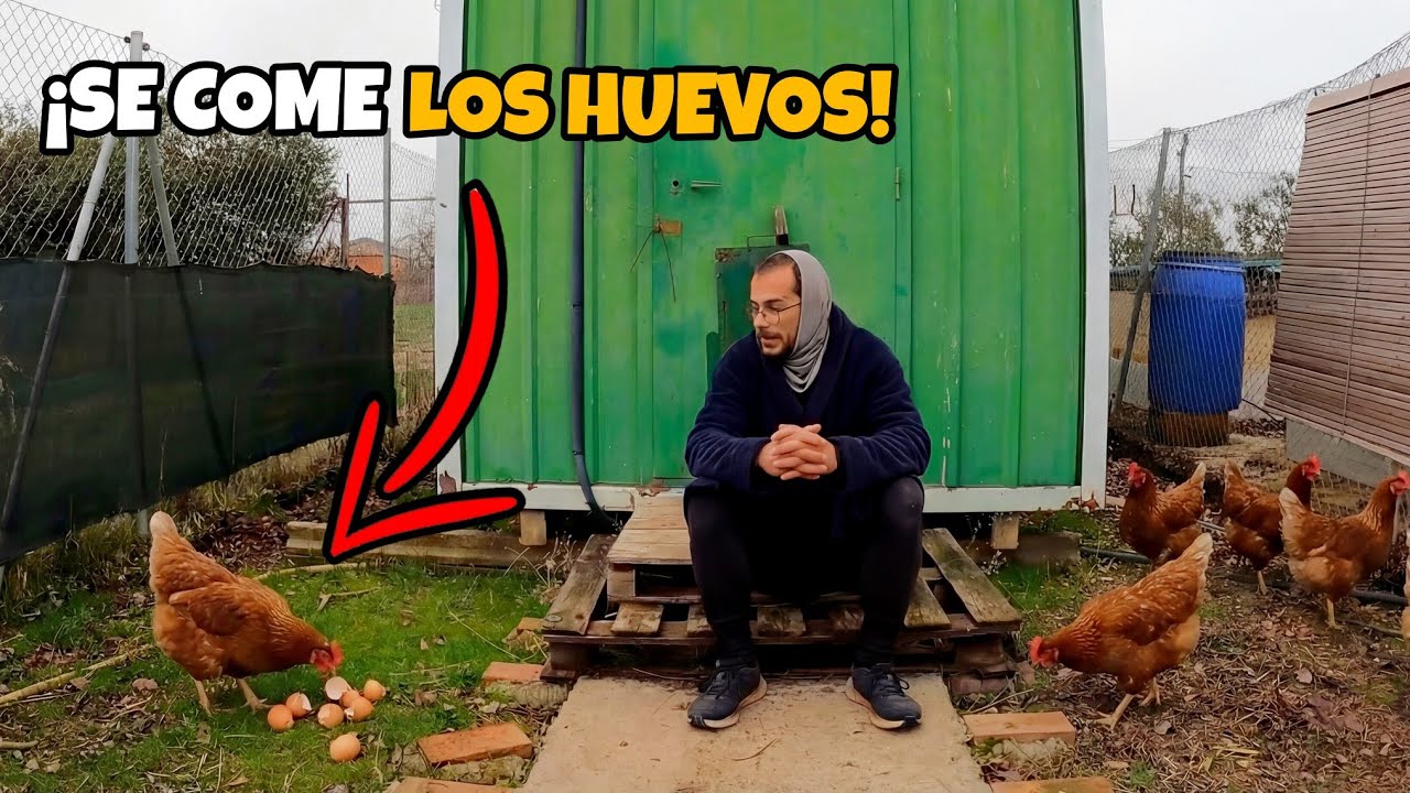 Así puedes evitar que tus gallinas se coman sus huevos. ¿Por qué pasa esto?