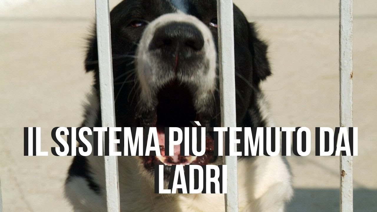 Cani da guardia Efficaci: il sistema più temuto dai ladri
