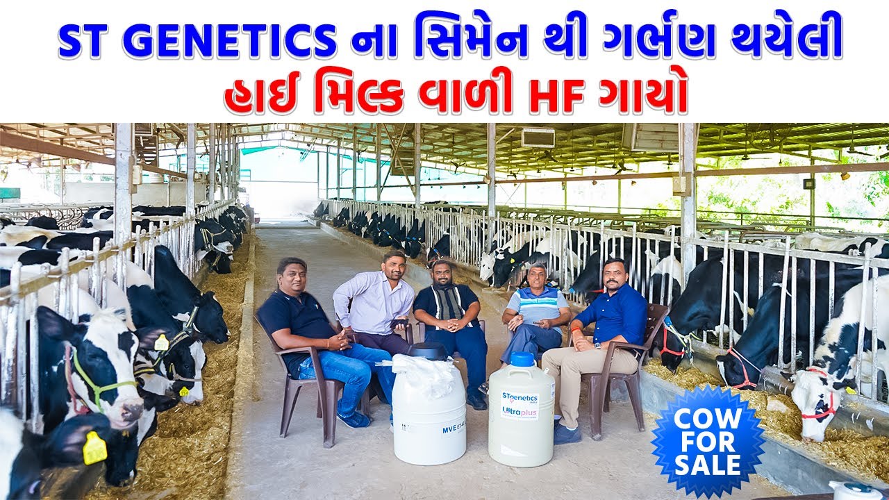 St Genetics ના સિમેન થી ગર્ભણ થયેલી હાઈ મિલ્કવાળી HF ગાયો.