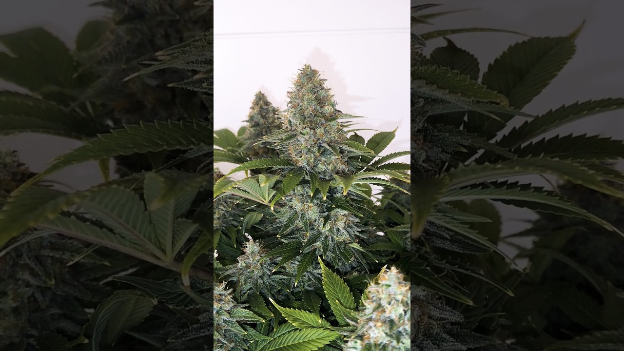 White Widow XXL #2 Barney's Farm #420 #growth #indoorled #cultivointerior