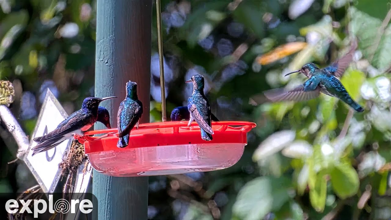 Panama Hummingbird Feeder at Canopy Tower powered by EXPLORE.org