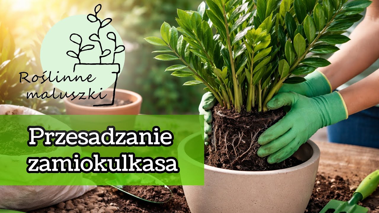 Jak przesadzać zamiokulkasa?