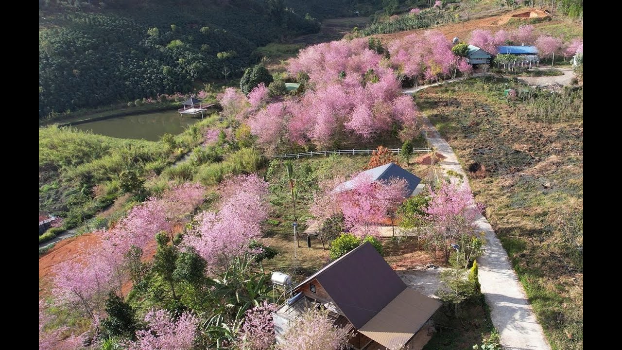 Sắc hồng Mai Anh Đào nhuộm thắm Buôn làng Lạc Dương