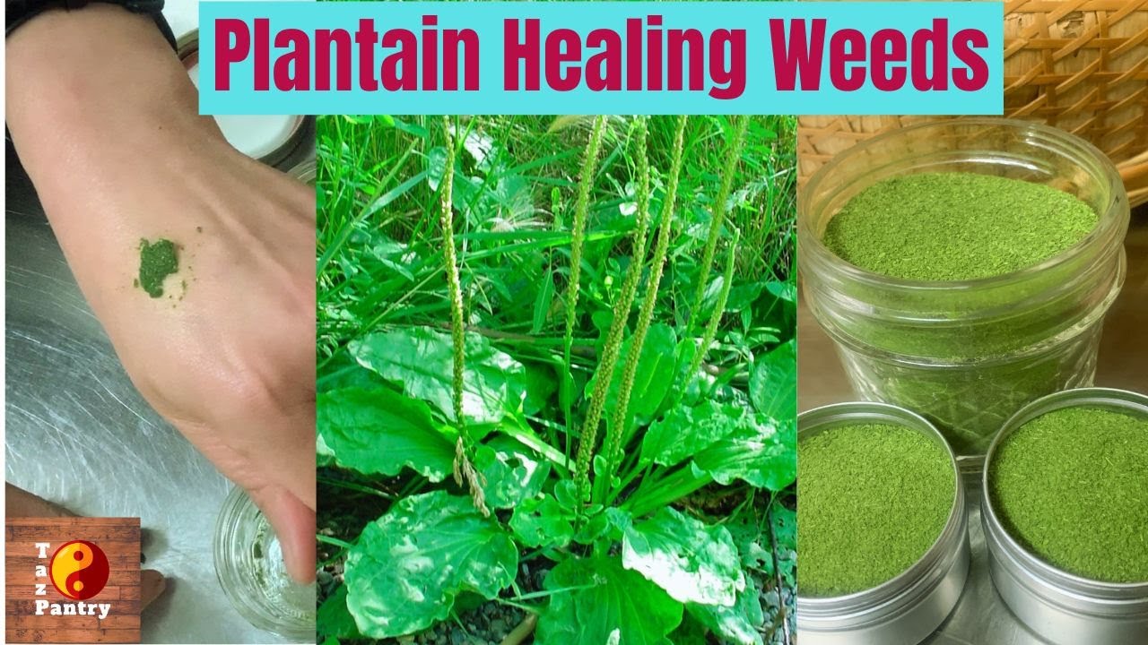 Plantain Tea & Poultice, Healing Herb in Your Backyard | Drawing Out Any Kind of Infection