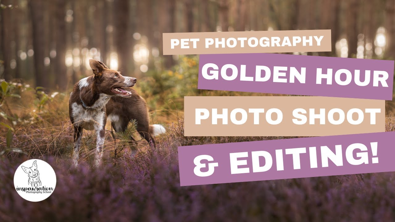 Фотосъемка домашних животных за кулисами Golden Hour!