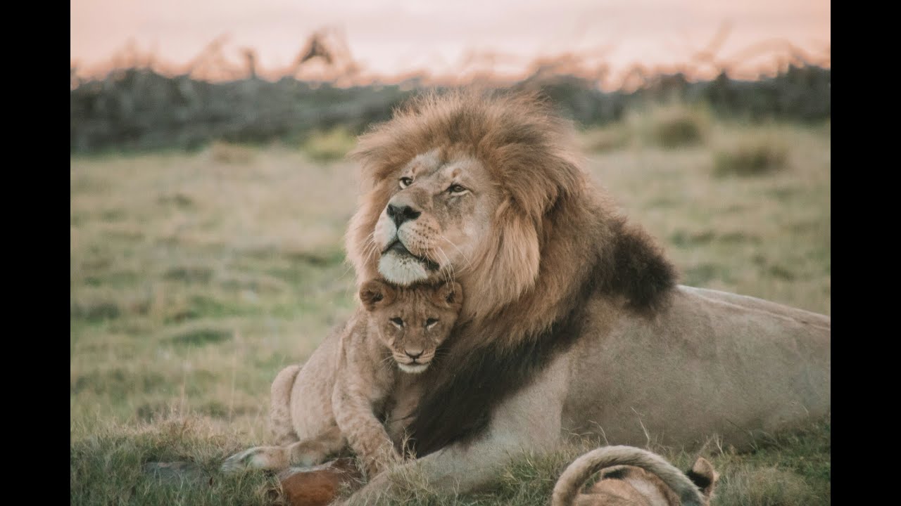 2 Days in Mikumi National Park: Morning Lions and Lionesses Adventure: LookTanzania Safari