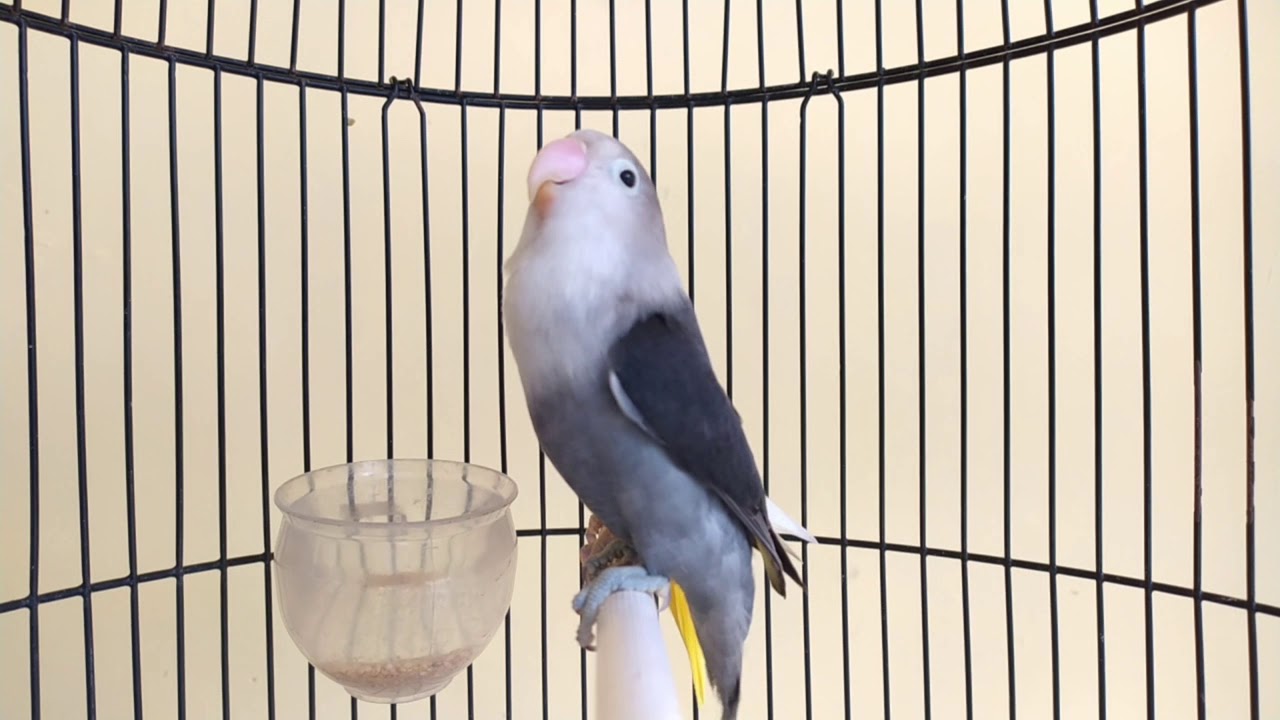 Pelatihan lovebird,pancingan agar lovebird bahan cepat bunyi dan ngekek