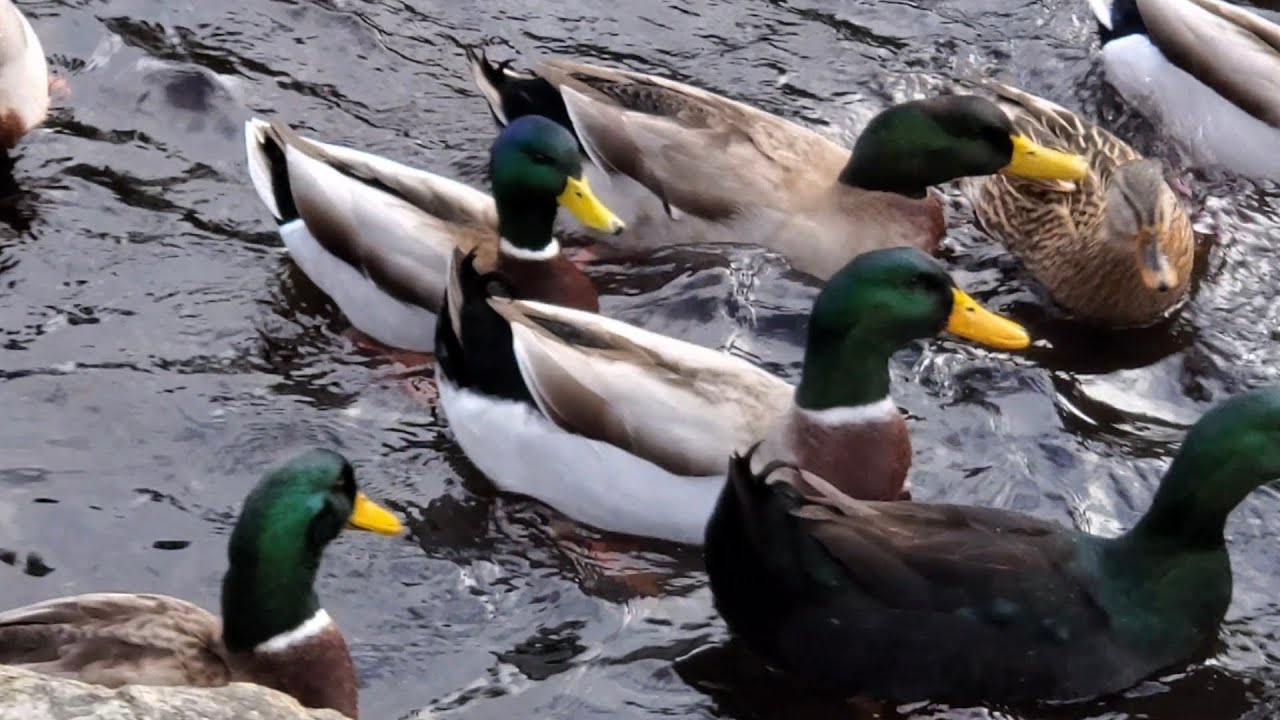 FEEDING 100 DUCKS FOR CHRISTMAS 2023