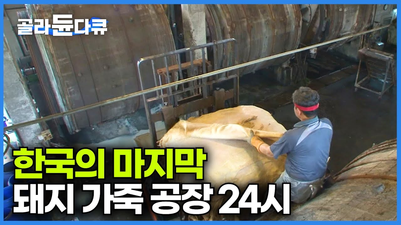마지막 남은 국내 유일의 돈피 가공 공장｜중국의 저가 가죽이 들어오면서 사양 산업의 길을 걷게 된 마지막 공장｜극한직업｜#골라듄다큐