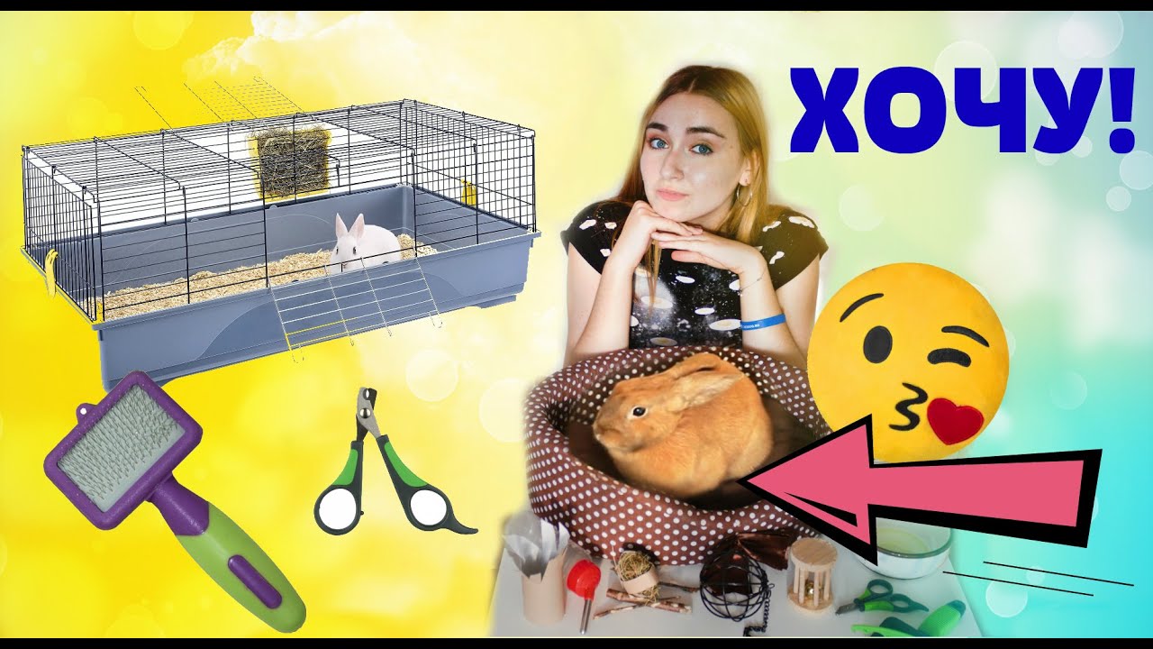 ХОЧУ КРОЛИКА! ЧТО НУЖНО ДЛЯ ПОЯВЛЕНИЯ КРОЛИКА В ДОМЕ? ПЕРВЫЕ ПОКУПКИ КРОЛИКА! 🐰💜