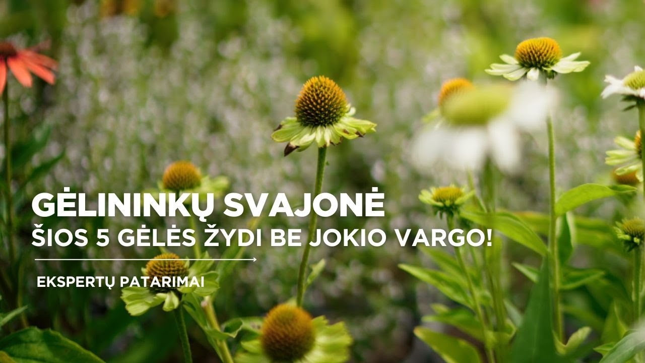 5 i&scaron;tvermingos daugiametės gėlės, kurios žydės kasmet be didelio vargo