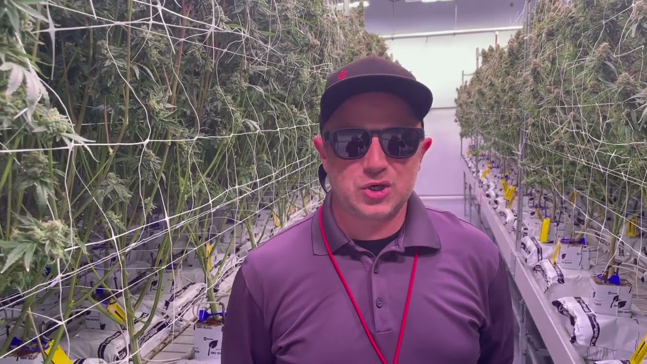 Baller's Game Feminized Photo Period Cannabis Seeds by Happy Valley Genetics