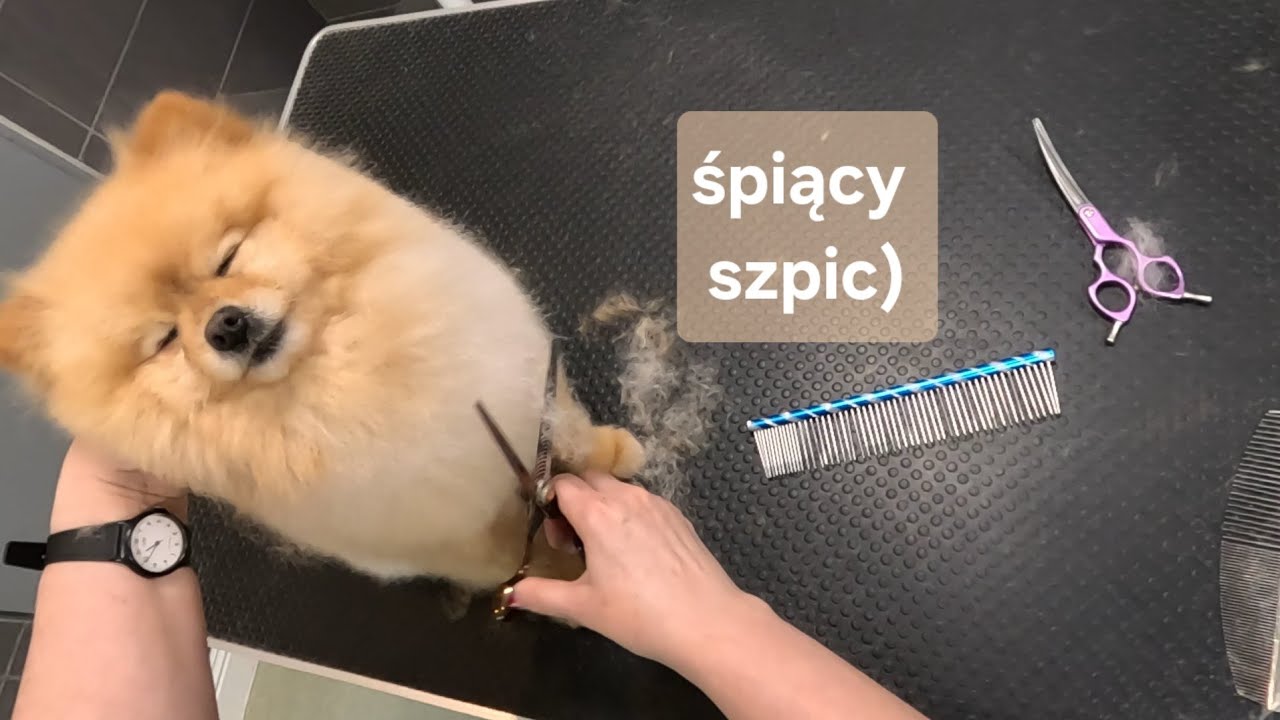 Zasypia podczas strzyżenia)