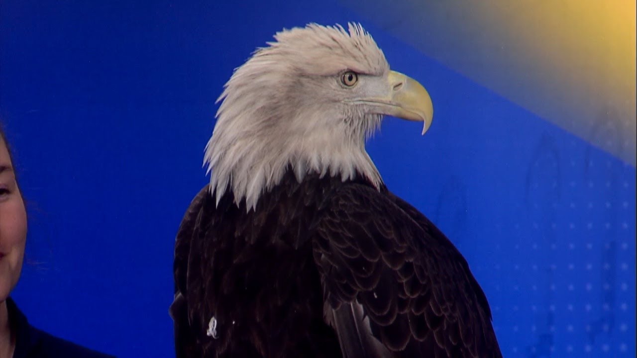 'Patriot' visits KQ2 ahead of Eagle Days at Loess Bluffs National Wildlife Refuge