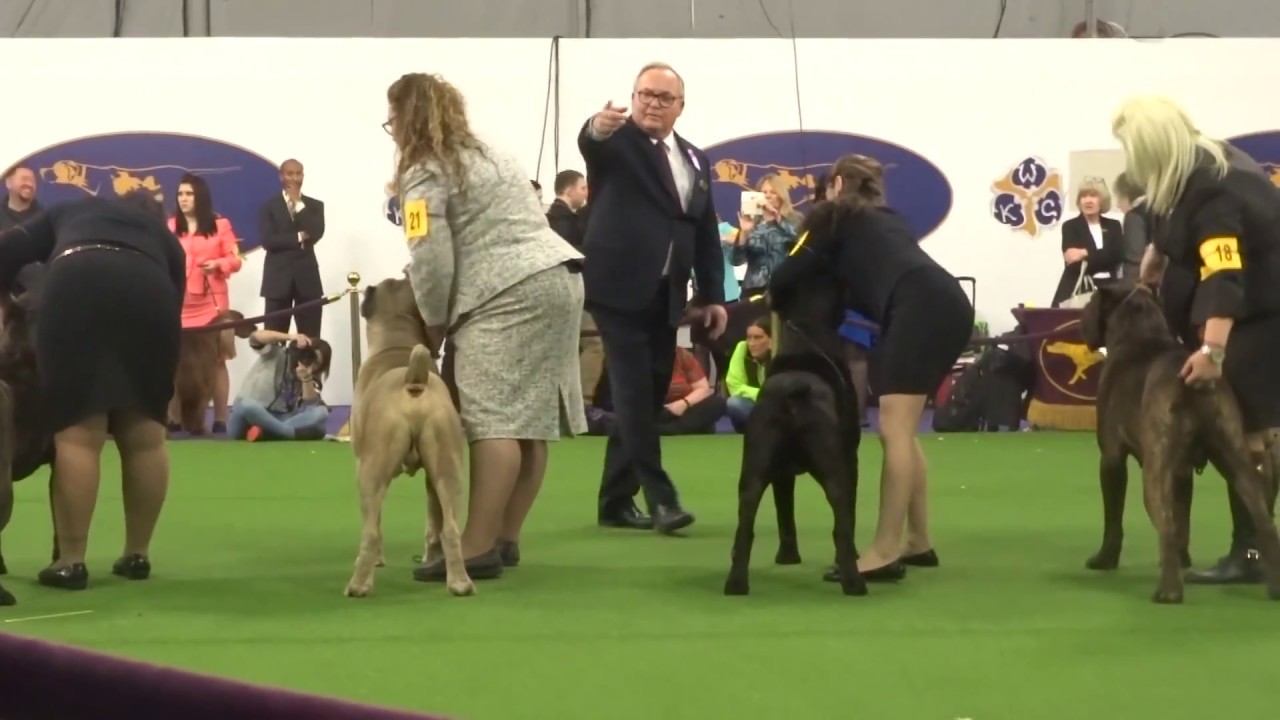 Cane Corso WKC 2018