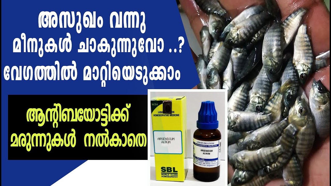 Fish Diseases And Treatment  | Arsenic Album 200ch | Fish Fungus Treatment  | Aquaponics Malayalam