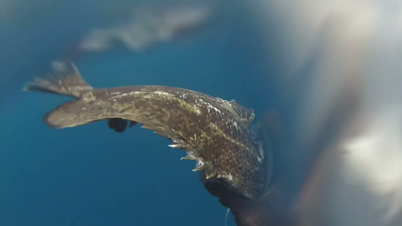 spearfishing Philippines/pamamana sa payaw
