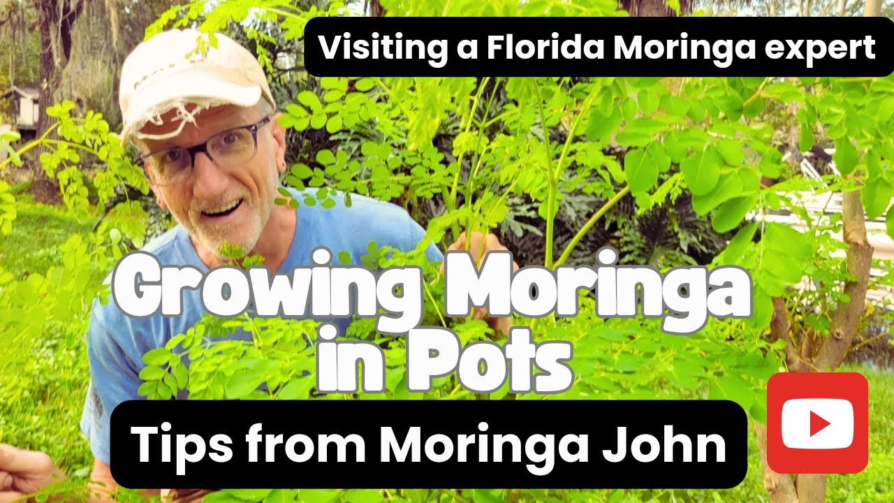 Growing Moringa in Pots - Tips from Moringa John