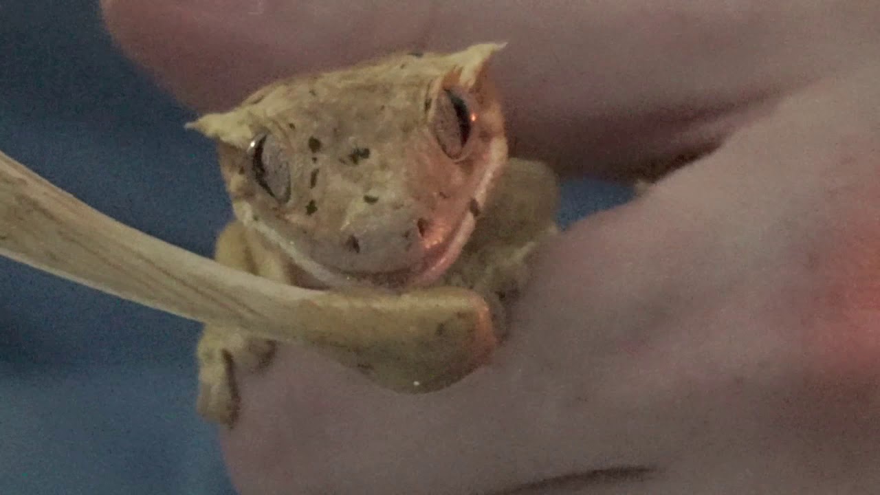 How I Care For My Geckos!