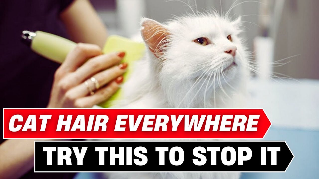 How to Stop Your Cat's Excessive Shedding: Proven Tips That Work