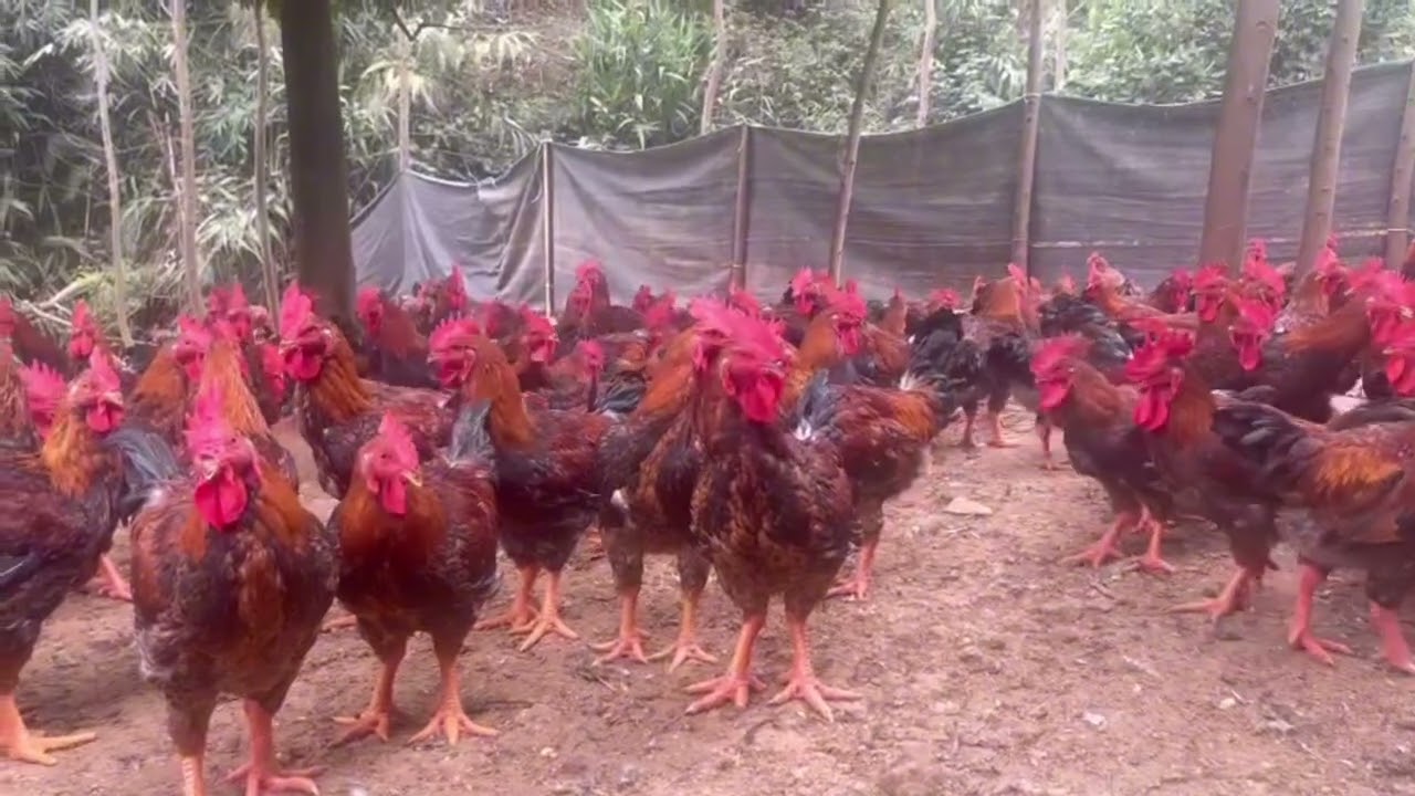 Simple but Highly Effective Free-Range Chicken Farming