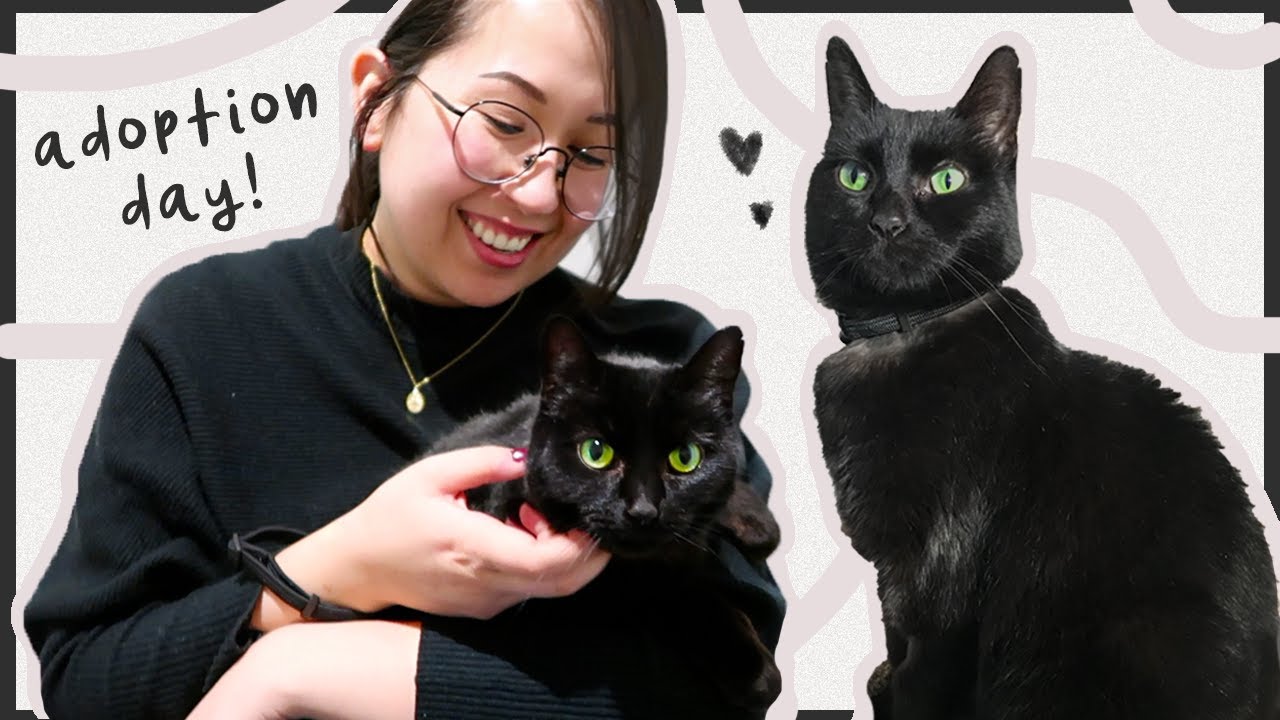 I Adopted A Cat! 🐾 First Day Vlog + Supplies Haul