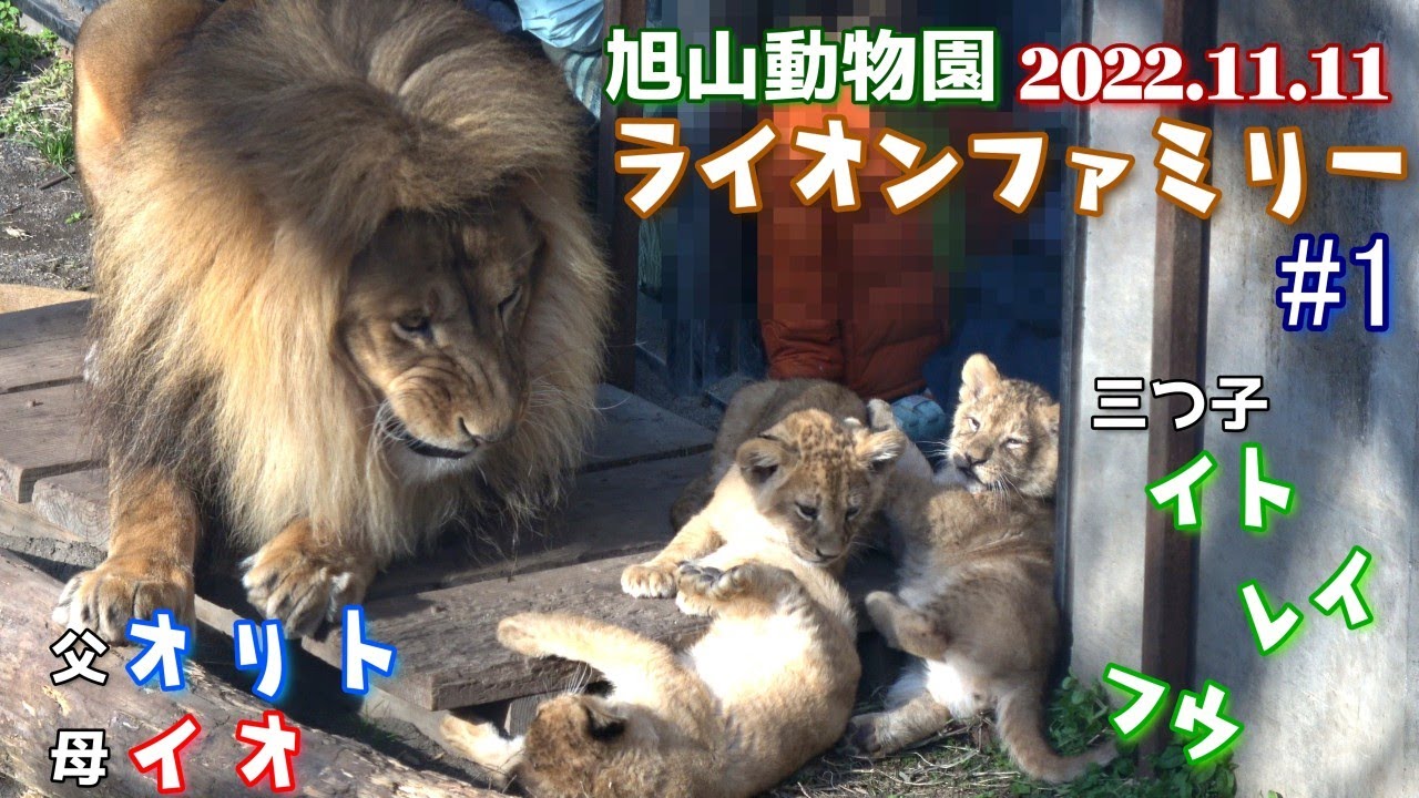 【三つ子ちゃん達と大はしゃぎでじゃれるオリト】オリトファミリー劇場#1【冬季開園初日2022/11/11 旭山動物園のライオン一家】