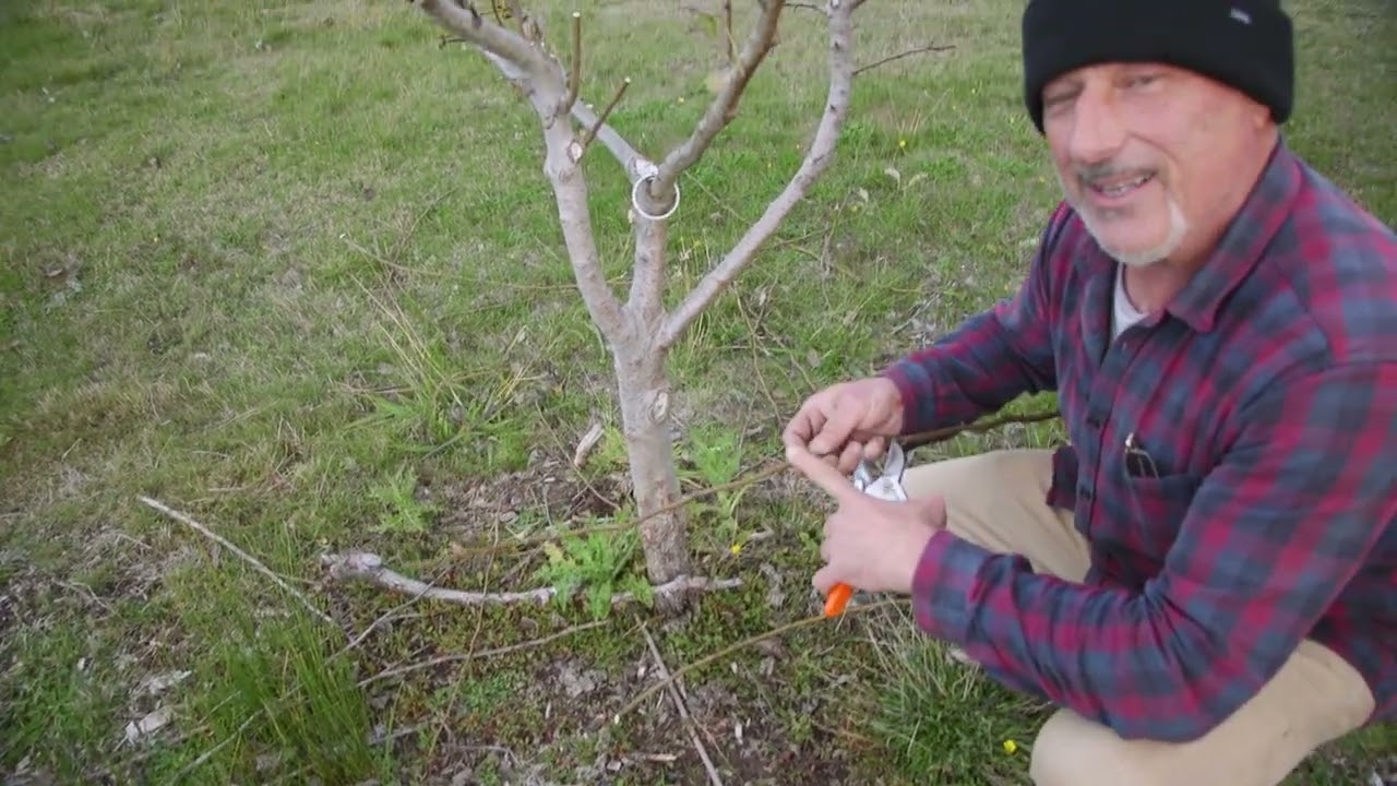 How to Prune a Pear Tree For Better Fruit and Growth.