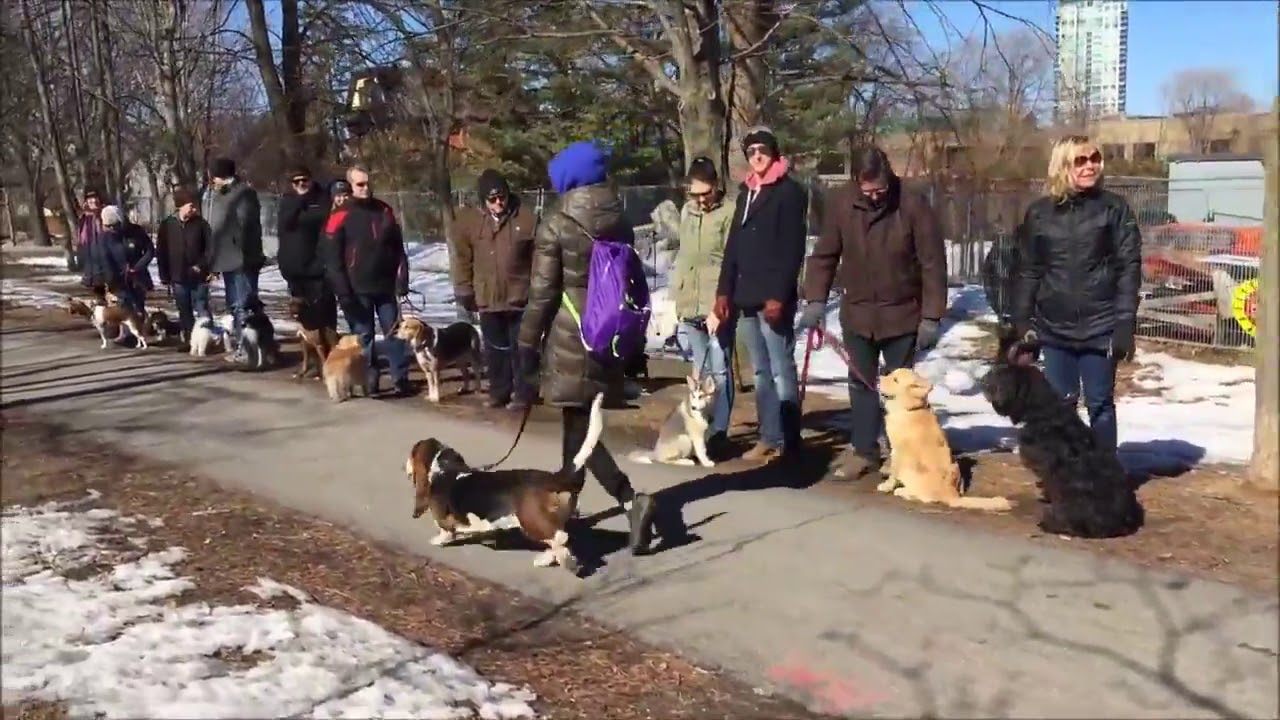 Spring dog walk   pack walk with Awesome K9