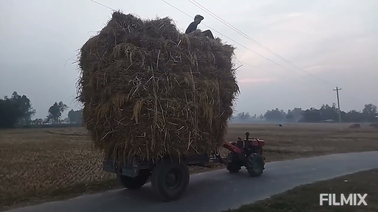 Rice transport delivery by Bangladesh farmers landing rice increased ratio Bangladesh farmers