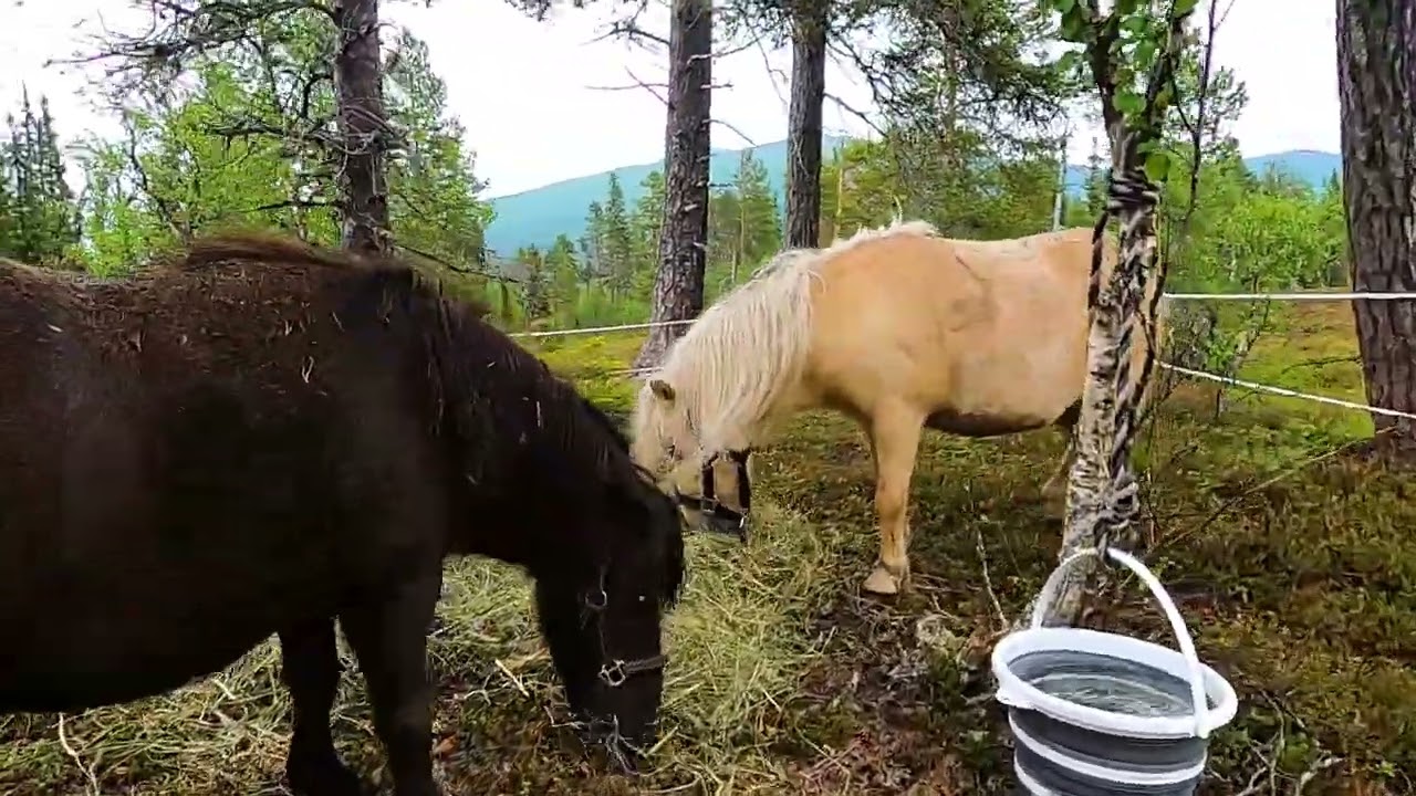 Vandra med häst. Grubbdalen 2024. Jämtland