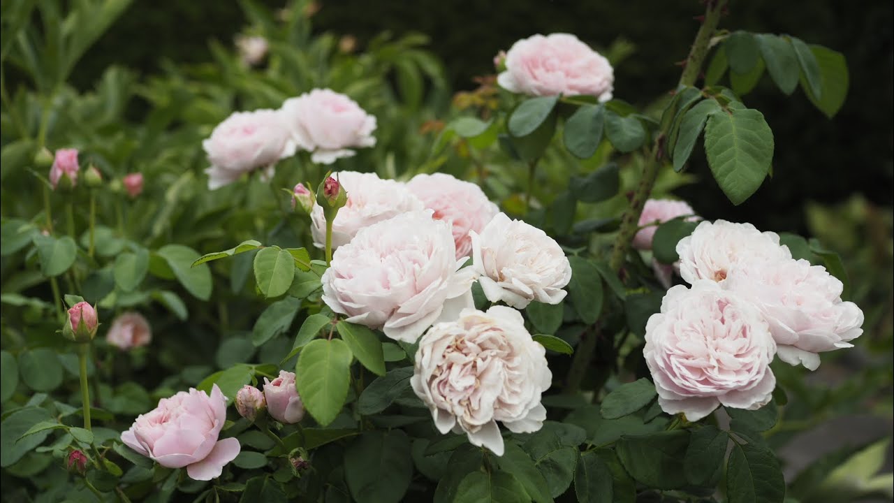 Eustacia Vye - David Austin rose, 2022