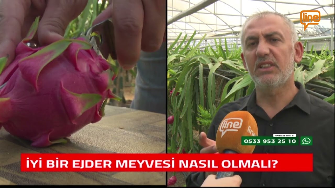 ''EN LEZZETLİ EJDER MEYVESİ BURSA'DA''