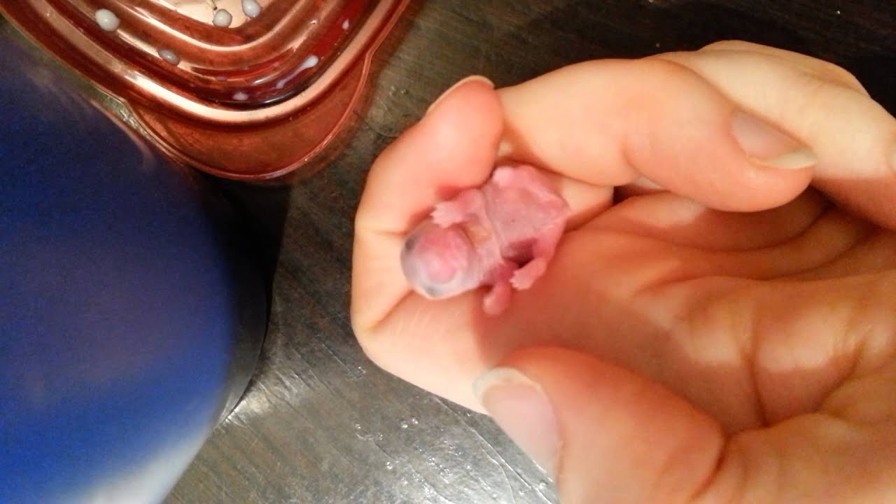Feeding a baby hamster by hand