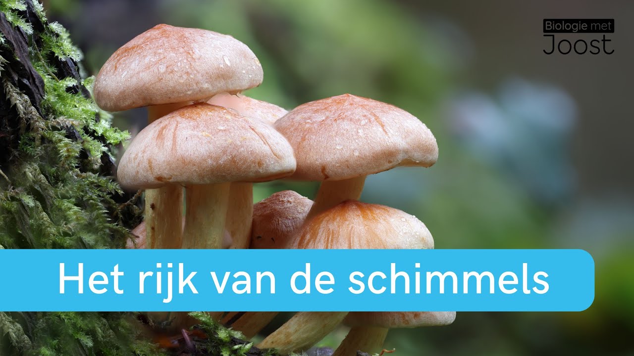 Ordening | Het rijk van de schimmels | Samenvatting