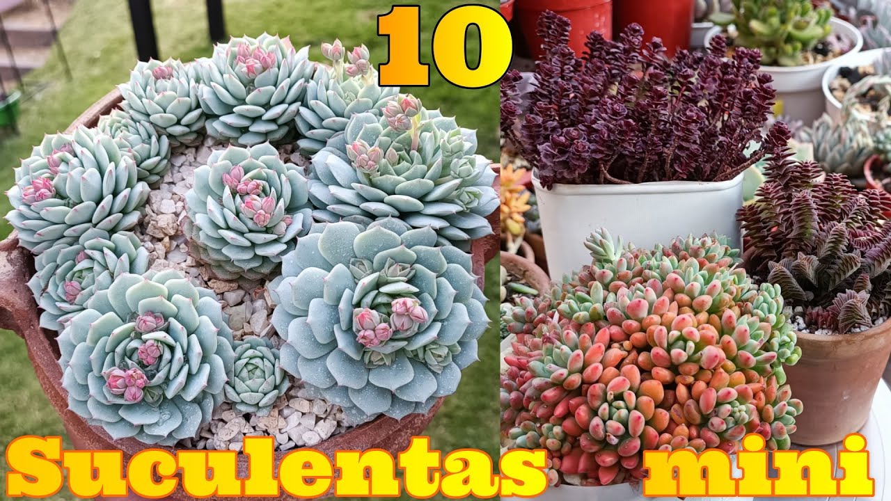 SUCULENTAS MINI #reto10suculentasdehojaspequeñas