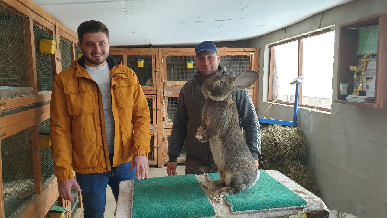 Vizita la Nicolae Poplacean , Urias German Gri, German Gray Giant, Lapin Gris, Kroliki, Kaninchen