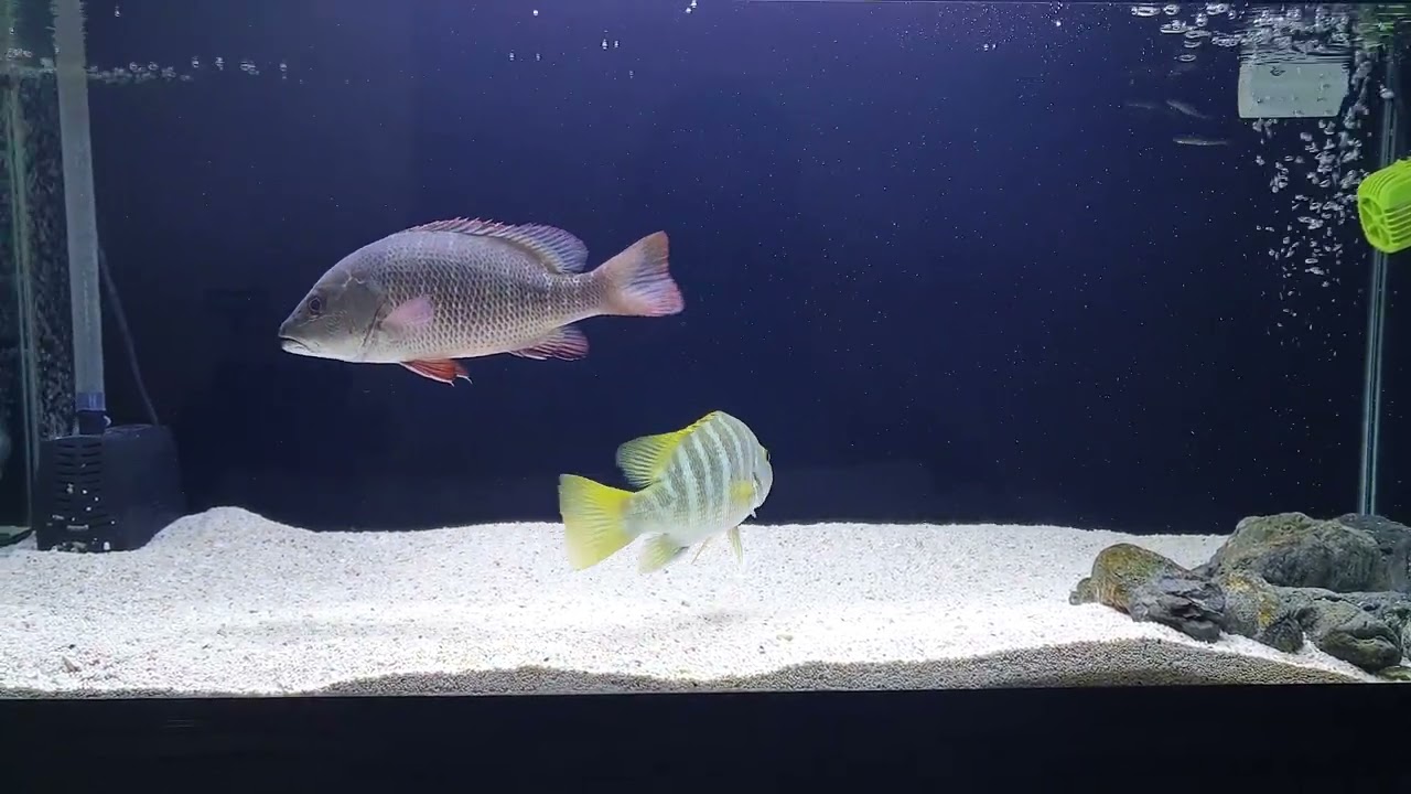 mangrove jack vs black bass