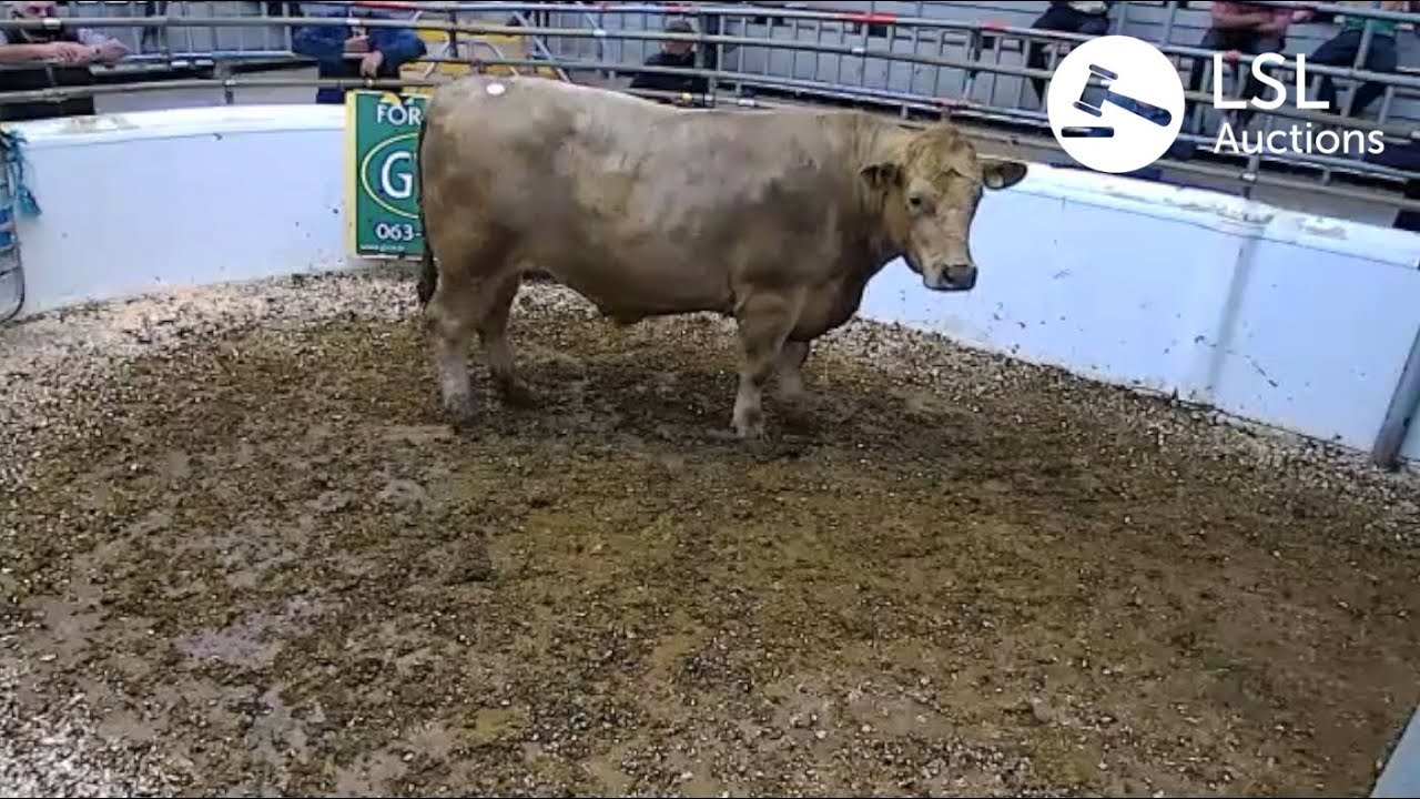 LSL Auctions - HUGE 870KG Charolais Lot 43A at Kilmallock Mart, sold for €2010 - LSLAuctions.com