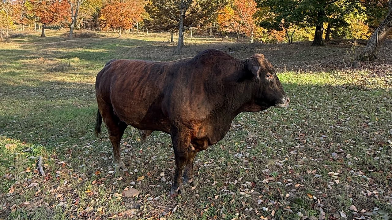 Fishing in the bull pen  with Redford and Ruby and Ruth and Rosie and Ralph  🫠￼#rufusthebull 