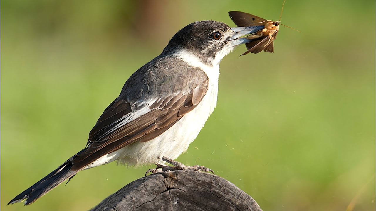 The Grey Butcherbird calling