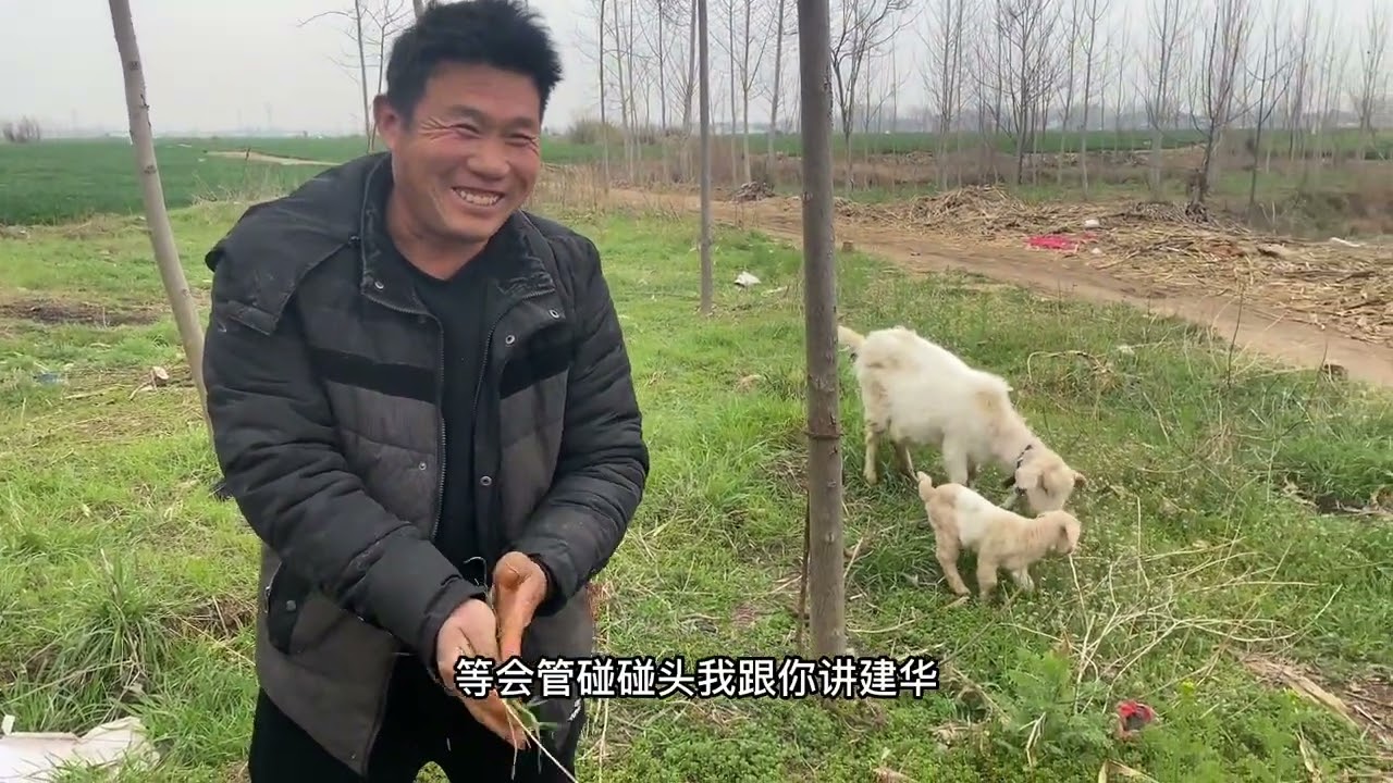 建华放羊遇到邻居家的小羊，羊儿们在一起，真是没有对比就没有伤害#用抖音记录农村真实生活